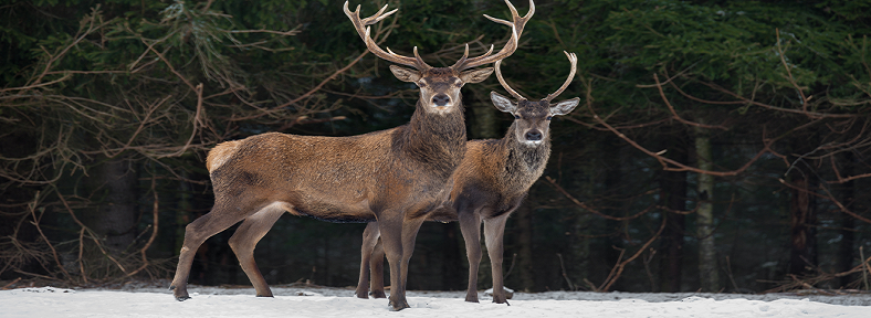 Deer-Pair